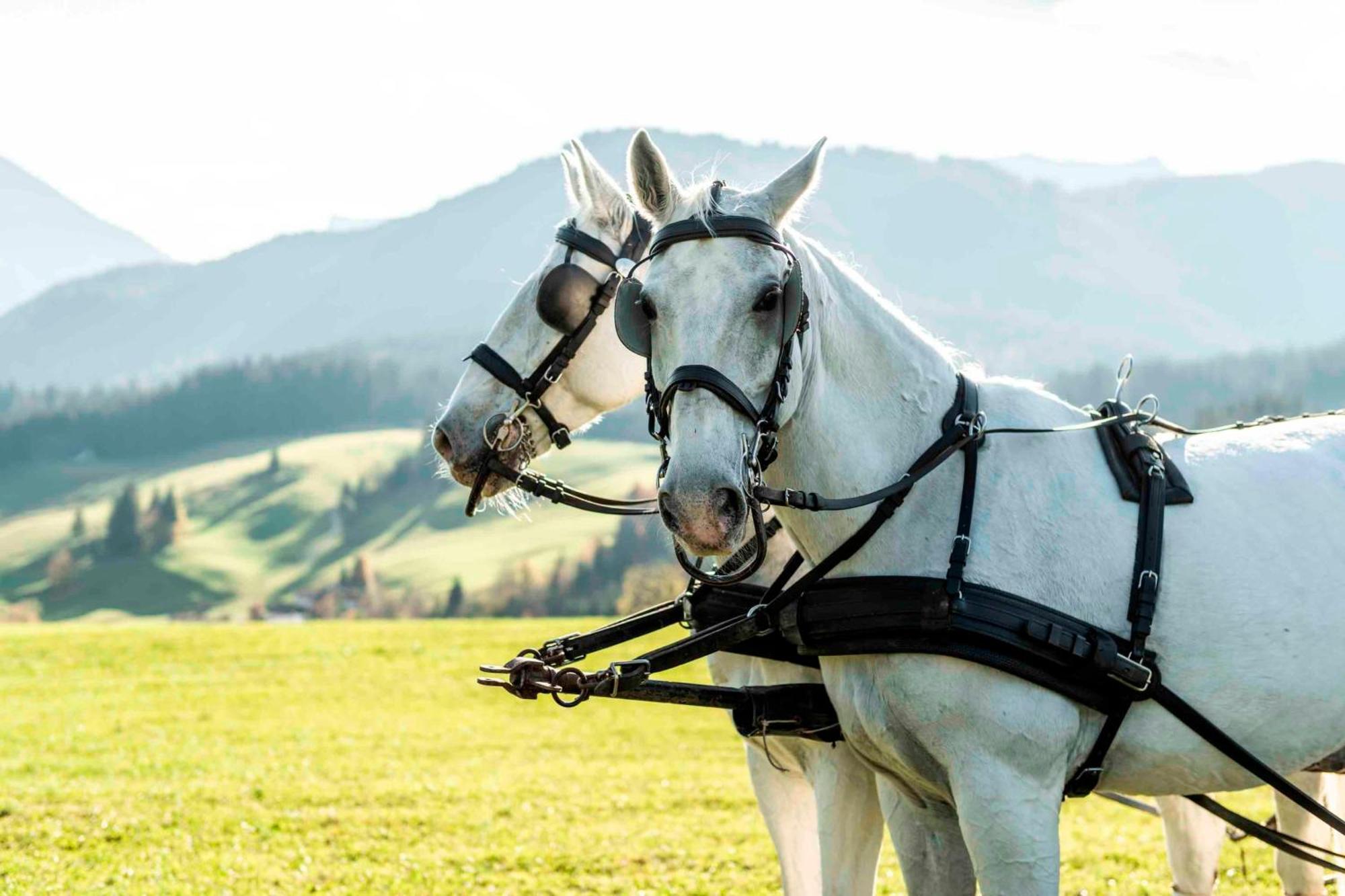 Posthotel Achenkirch Resort And Spa - Adults Only Eksteriør bilde